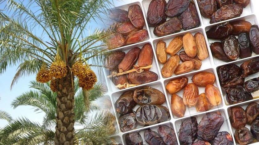 ایران برس: التمور الإيرانية تجد سوقًا رائجة في 80 دولة بالعالم 