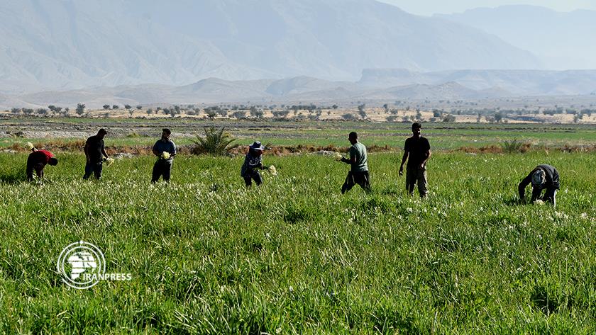 ایران پرس: نرگس‌زارهای کازرون در قاب تصویر
