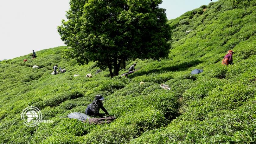 ایران پرس: چایکاران شمال کشور مهیا برداشت برگ های سبز چای از باغات گیلان و مازندران می شوند