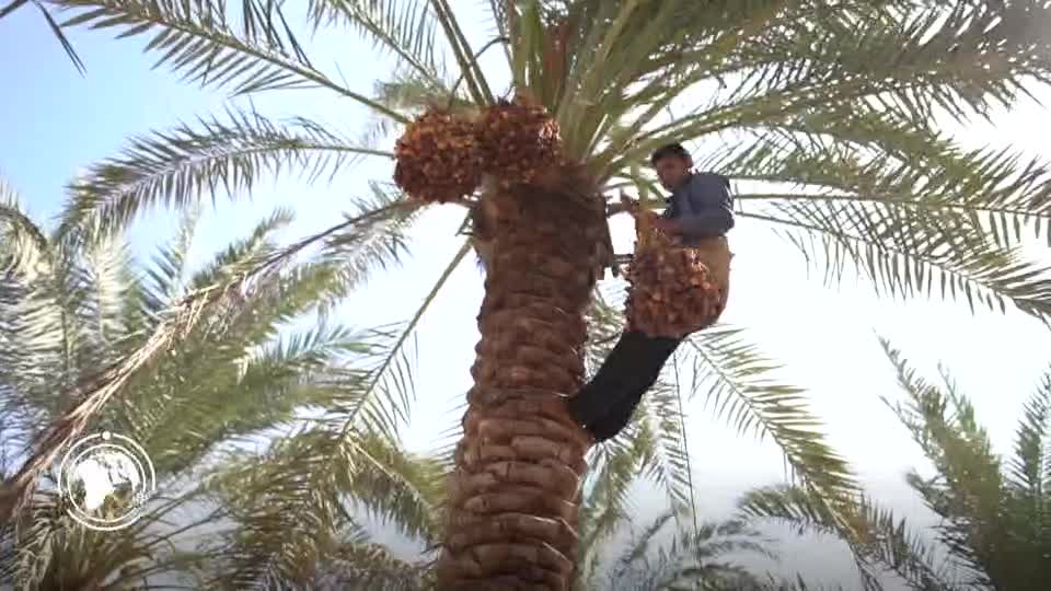 Iranpress: برداشت خرما، گندم و نیشکر در خوزستان