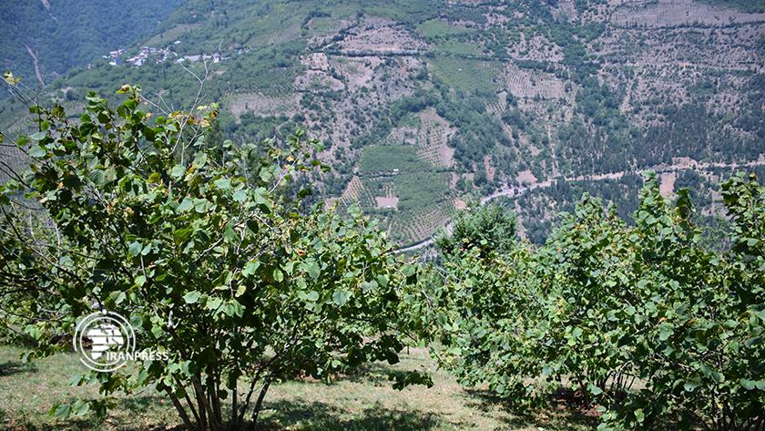 Iranpress: Gilan; Hazelnut production hub in Iran