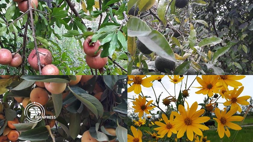 Iranpress: Autumn fruits show arrival of autumn in Iran