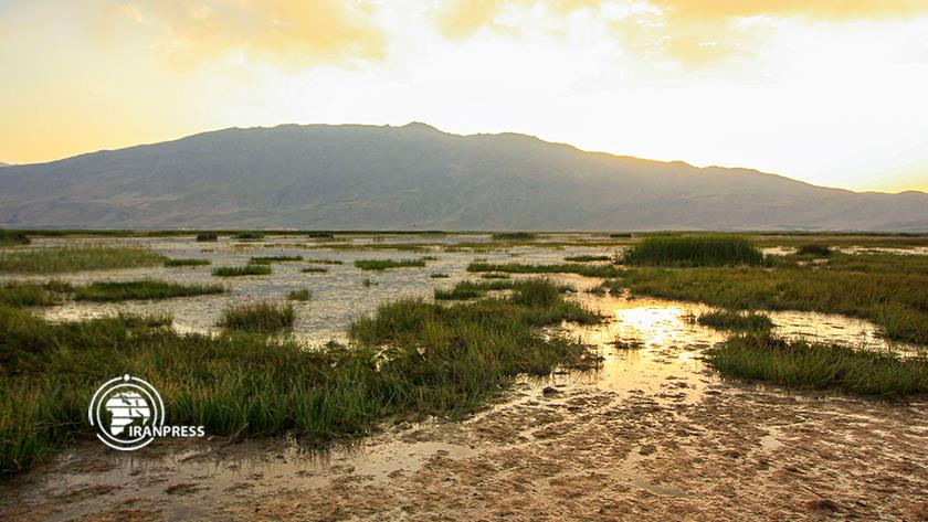 Iranpress: Gandoman Wetland, habitat of migratory birds