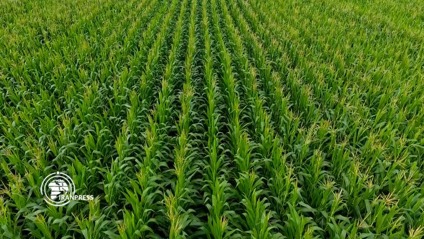 Iranpress: Parsabad of Mughan; Iran agricultural hub in Ardabil province