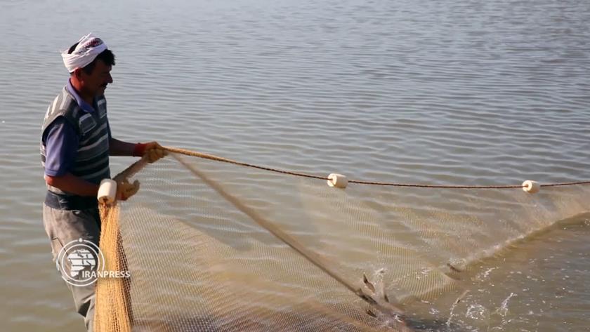Iranpress: Gomishan shrimp site, northwest of Golestan province