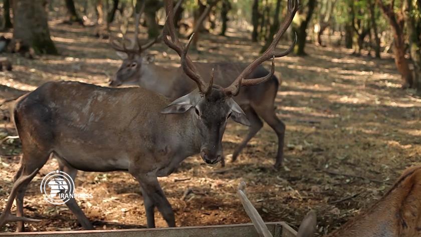 Iranpress: Dasht-e Naz Wildlife Refuge; A safe heaven for Persian deer