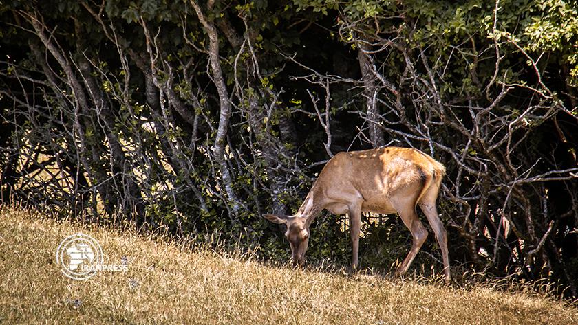 Iranpress: Maral revitalized in Fandoughlou forests for tourism development