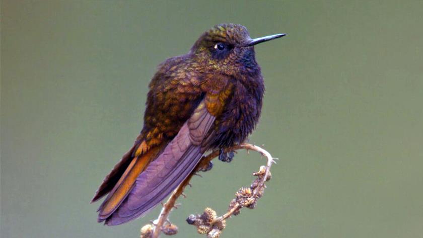 Iranpress: This bird survives freezing temperatures; here is how