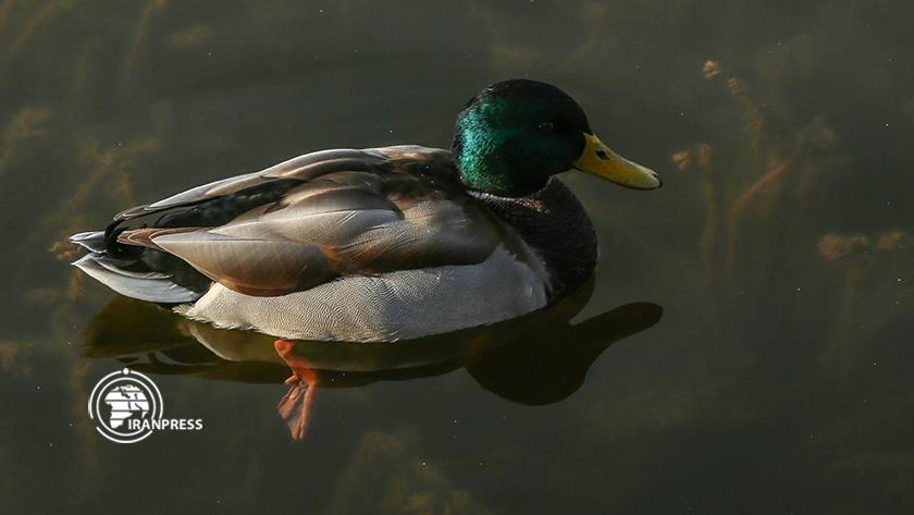 Iranpress: Zrebar Lake, paradise of migratory birds in Kurdistan
