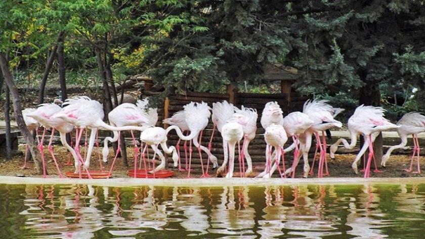 Iranpress: Tehran Birds Garden, the newest tourist attractions of Tehran