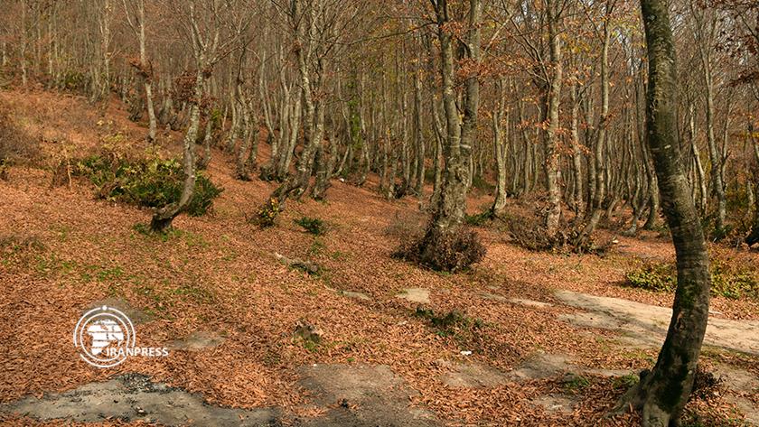 Iranpress: Deylaman; Pristine tourist attraction in Gilan province
