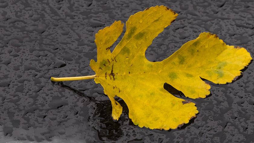 Iranpress: Beautiful autumn rainfall across Iran