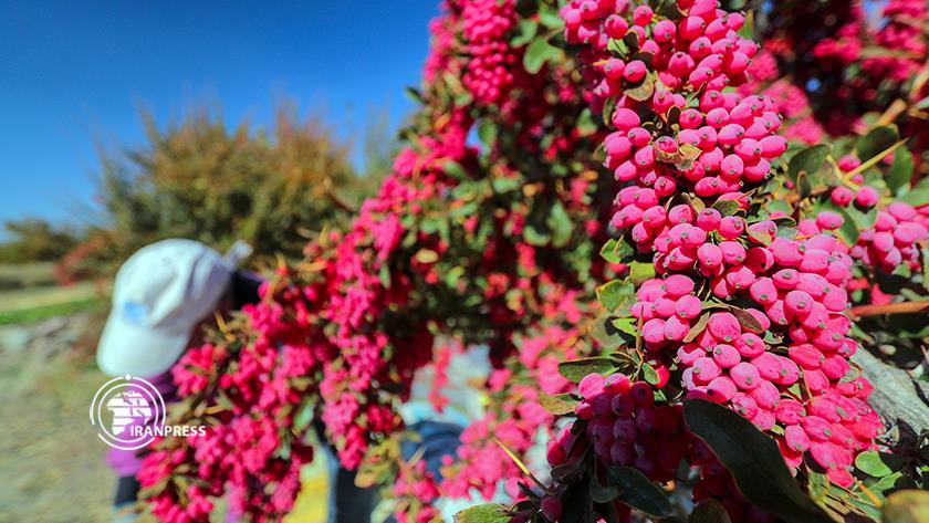 Iranpress: Barberry; Iran