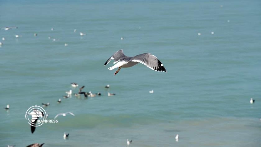 Iranpress: Persian Gulf littoral region in SW Iran hosts migratory birds