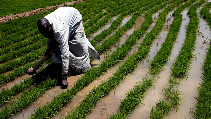 Iranpress: At least 44 farmers killed by Boko Haram in Nigeria 