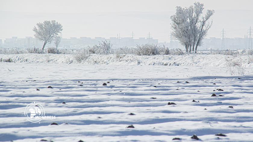 Iranpress: Frozen trees in Iran