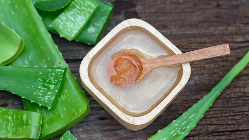 Iranpress: Try aloe vera: A remedy for cough, cold