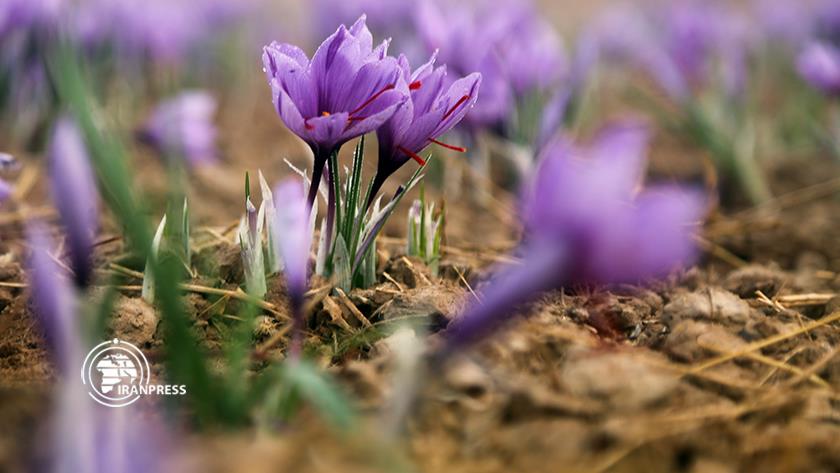 Iranpress: Iran exports $117.5 million Saffron in 8 months