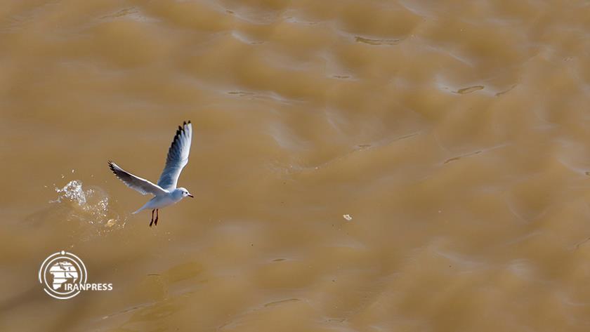 Iranpress: Migratory Birds soaring Ahvaz Skies