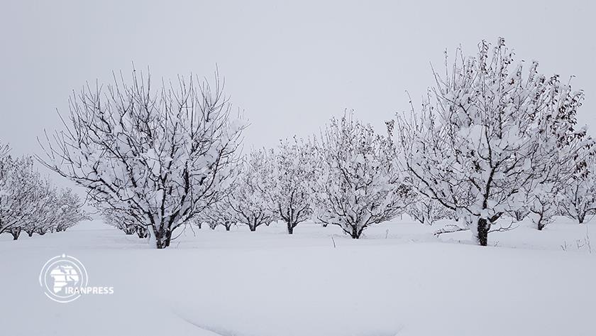 Iranpress: Snow blanket over Margavar in ​​Iran