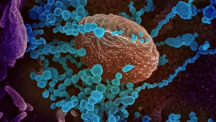 Iranpress: Up to six cases of Manaus variant of coronavirus detected in UK