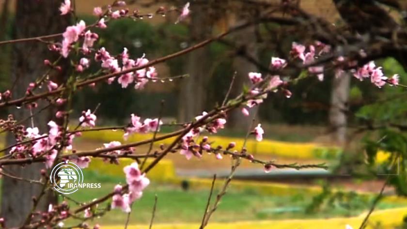 Iranpress: Iran welcomes Nowruz with rain