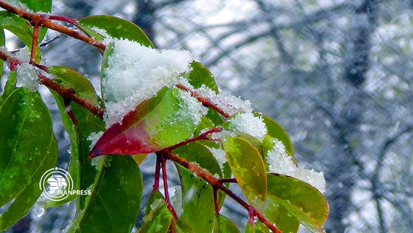 Iranpress: Sudden snowfall brings eye-catching view in Gorgan Forests