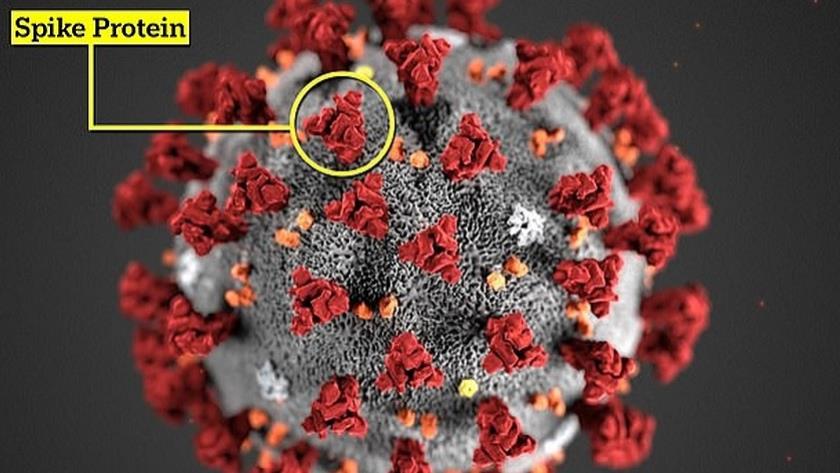 Iranpress: French experts spot Covid variant which may fully evade tests