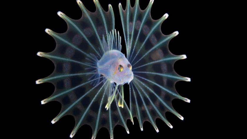 Iranpress: A new look at ocean’s youngest monsters