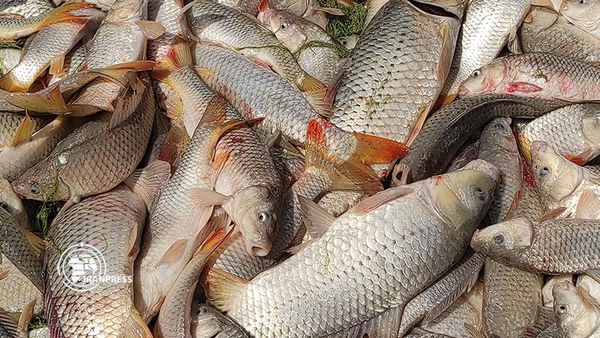 Iranpress: Fishing on shores of Iran