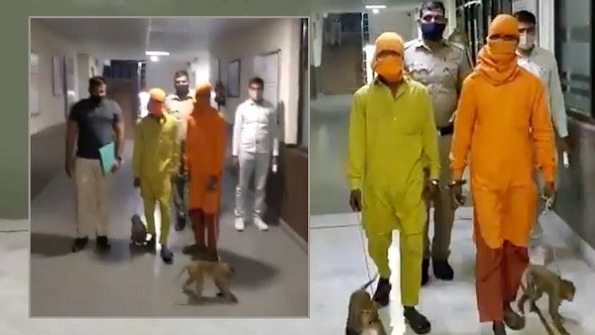 Iranpress: Indian men arrested for using monkeys to rob cash