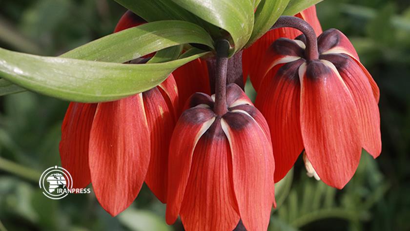 Iranpress: Eye-catching landscapes of Reverse Tulips at the foot of Margavar mountains