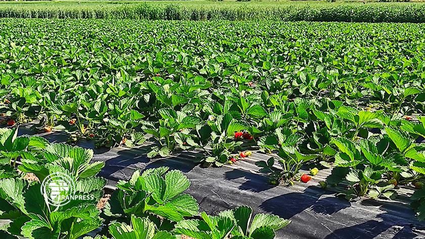 Iranpress: Pictures of Strawberry harvesting in Golestan