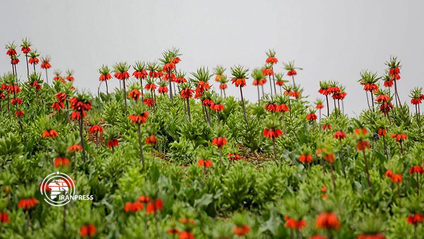 Iranpress: Plain of overturned Tulips of Koohrang in pictures
