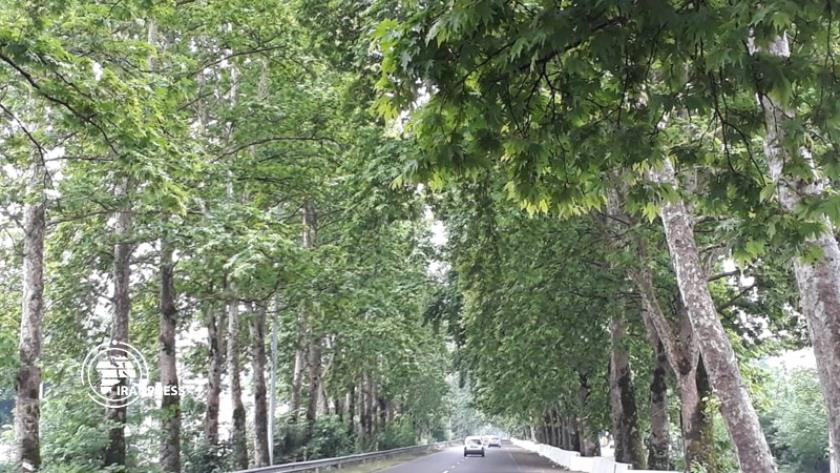 Iranpress: Pictures of Fuman Green Tunnel, Iran
