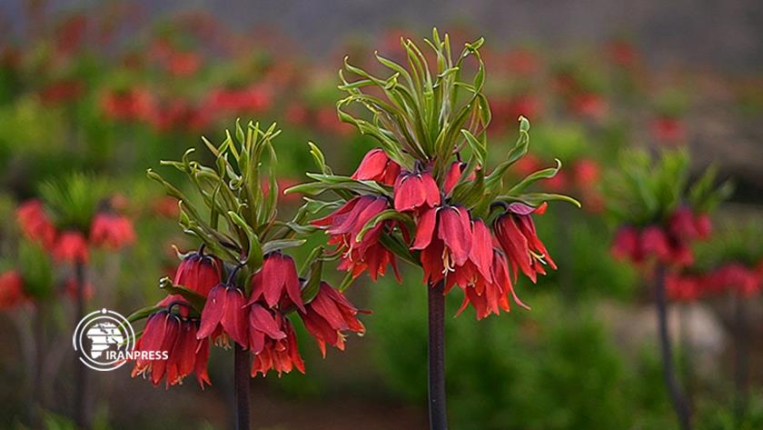 Iranpress: Morpiseh؛ Plain of overturned tulips