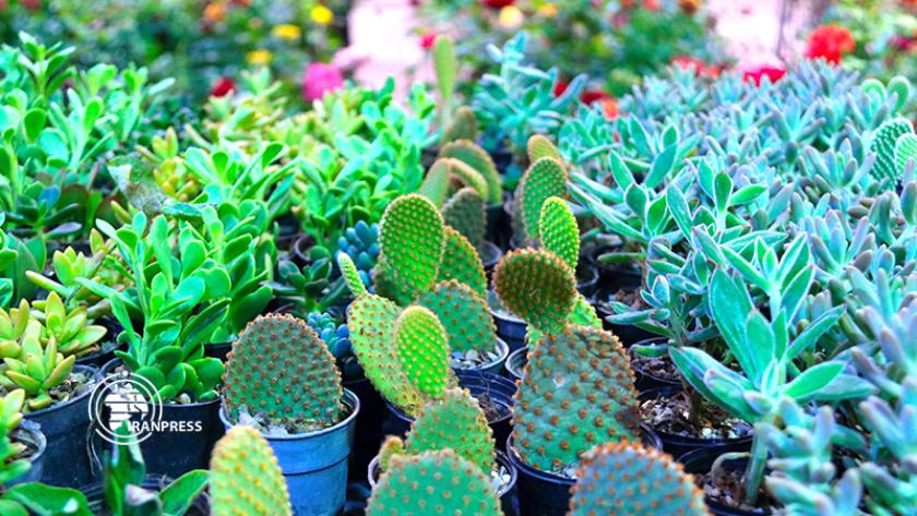 Iranpress: Specialized exhibition of agriculture, flowers held in Yazd