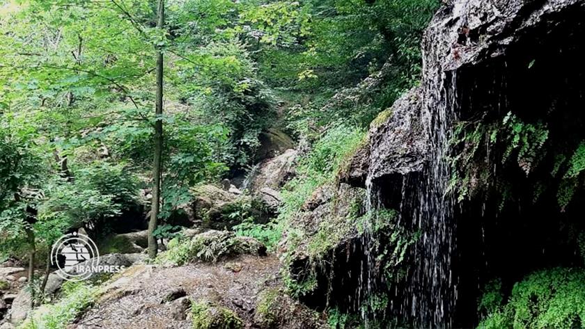 Iranpress: Siah Mazgi and its delicious cheese; a village in the heart of Gilan forests