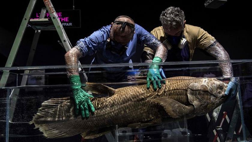 Iranpress: This 100-year ‘living fossil’ is pregnant for 5 years