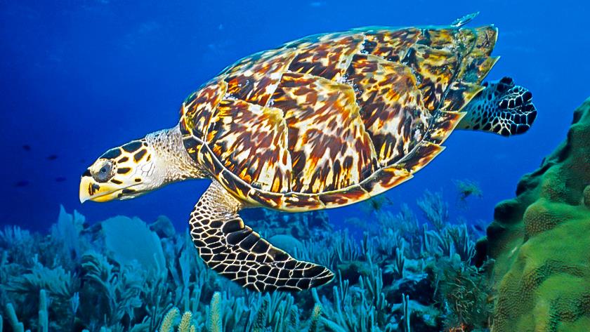 Iranpress: Endangered turtles in Iran