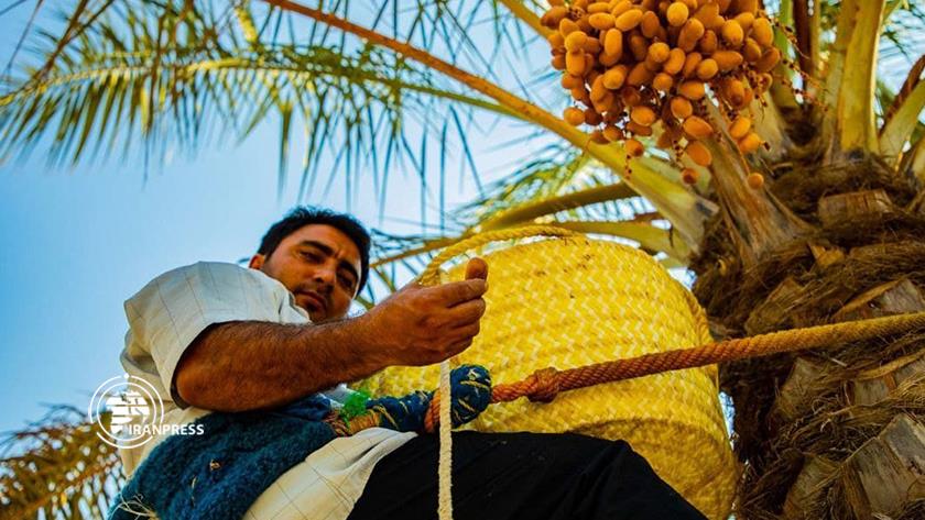 Iranpress: Date harvest season begins in Southern Iran