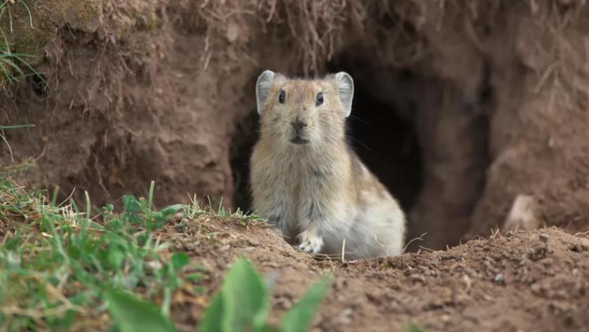 Iranpress: Here is how real-life Pikachus survive freezing temperatures