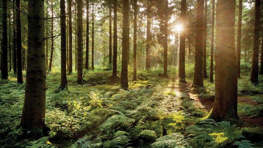 Iranpress: Live near woodlands for your children