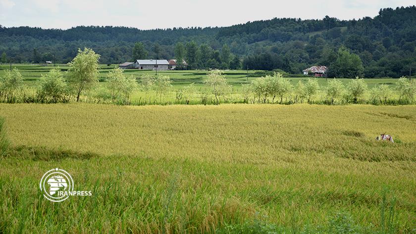 Iranpress: Rice harvest season begins in Gilan