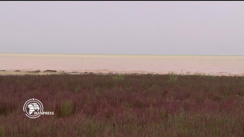 Iranpress: Salicornia; medicinal plant with economic importance for Iran