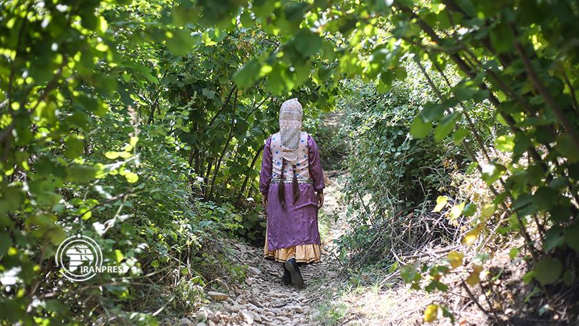 Iranpress: Feshk tourist village; harvesting hazelnuts in shadow of local customs 