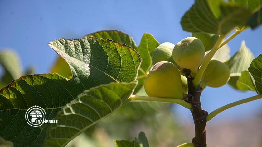 Iranpress: Rijab tourist area; Fig hub with export capacity