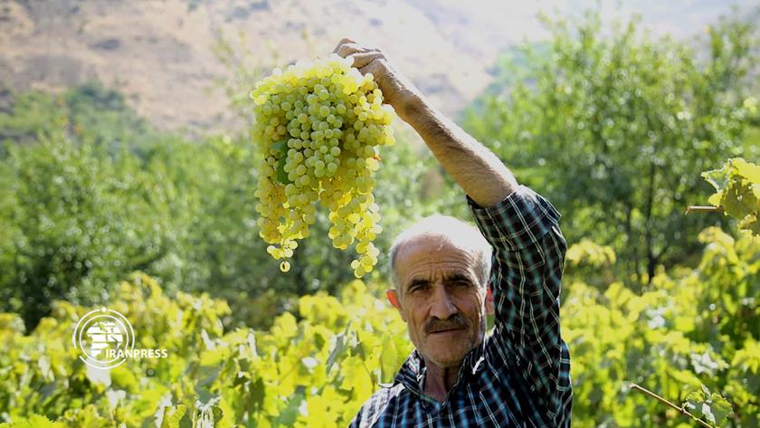Iranpress: Photos of Dulab tourist village; where grapes turn to raisins
