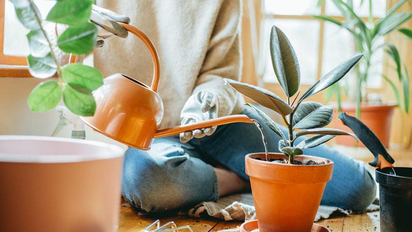 Iranpress: How watering plants reminds you to take care of yourself
