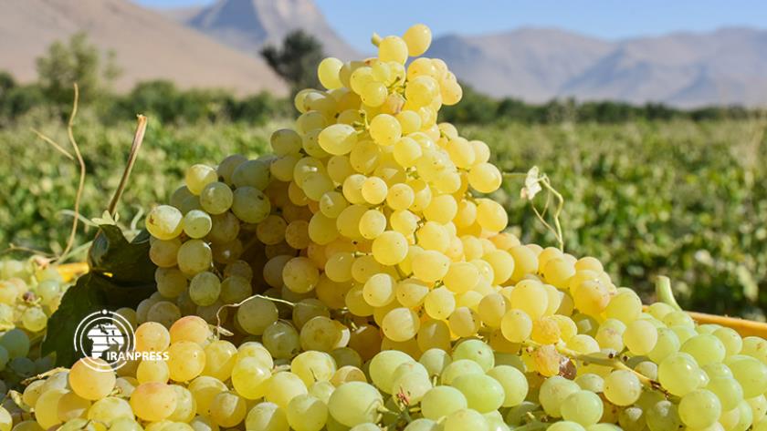 Iranpress: Khondab; exporter of raisins to neighboring, European countries